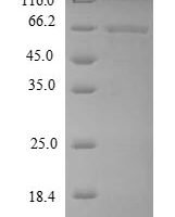 Dog MMP13 protein (MMP13) Recombinant Protein - BioCrest Sci