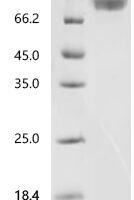 Mouse Ly6/PLAUR domain-containing protein 3 (Lypd3) Recombinant Protein, C-hFc1 - BioCrest Sci