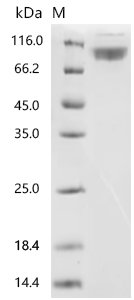 Mouse Ly6/PLAUR domain-containing protein 3 (Lypd3) Recombinant Protein, C-hFc1, Mus musculus (Mouse), Mammalian cell, C-terminal hFc1-tagged, 61.0 kDa, purity >≥ 95% as determined by SDS-PAGE.
