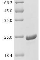 Pseudomonas phage PP7 Capsid protein Recombinant Protein - BioCrest Sci