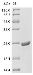 Pseudomonas phage PP7 Capsid protein Recombinant Protein, Pseudomonas phage PP7 (Bacteriophage PP7), E.coli, C-terminal 6xHis-tagged, 20.6 kDa, purity >≥ 95% as determined by SDS-PAGE.
