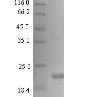 Mouse Interleukin-23 subunit alpha (Il23a) Recombinant Protein - BioCrest Sci