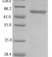 Dog Inactive pancreatic lipase-related protein 1 (PNLIPRP1) Recombinant Protein - BioCrest Sci