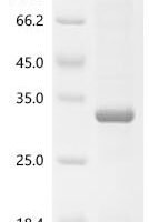 Saimiri boliviensis boliviensis Cathepsin S (CTSS) Recombinant Protein - BioCrest Sci