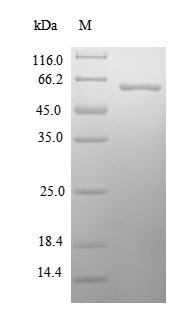 Human Paraneoplastic antigen-like protein 5 (PNMA5), partial Recombinant Protein, Homo sapiens (Human), E.coli, N-terminal 6xHis-SUMO-tagged, 64.9 kDa, purity >≥ 90% as determined by SDS-PAGE.