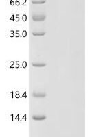 Mouse Non-selective voltage-gated ion channel VDAC2 (Vdac2), partial Recombinant Protein, C-hFc1 - BioCrest Sci