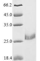 Danio rerio von Willebrand factor C domain-containing protein 2-like (vwc2l) Recombinant Protein, N-His - BioCrest Sci