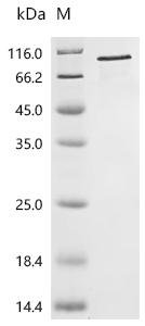 Human Gelsolin (GSN) Recombinant Protein, C-His, Homo sapiens (Human), E.coli, C-terminal 6xHis-tagged, 89.9 kDa, purity >≥ 85% as determined by SDS-PAGE.