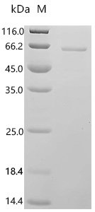 Human Leucine-rich repeat protein SHOC-2 (SHOC2), partial Recombinant Protein, Homo sapiens (Human), E.coli, N-terminal 10xHis-tagged, 63.5 kDa, purity >≥ 90% as determined by SDS-PAGE.