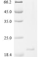 Mouse Uncharacterized protein C1orf54 homolog Recombinant Protein, C-10His - BioCrest Sci