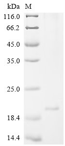 Mouse Uncharacterized protein C1orf54 homolog Recombinant Protein, C-10His, Mus musculus (Mouse), Mammalian cell, C-terminal 10xHis-tagged, 17.0 kDa, purity >≥ 85% as determined by SDS-PAGE.