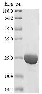 Human Sulfiredoxin-1 (SRXN1), partial Recombinant Protein, Homo sapiens (Human), E.coli, N-terminal 10xHis-tagged and C-terminal Myc-tagged, 19.9 kDa, purity >≥ 90% as determined by SDS-PAGE.
