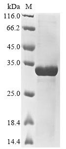 Mouse Secreted phosphoprotein 24 (Spp2) Recombinant Protein, N-10His/C-Myc, Mus musculus (Mouse), E.coli, N-terminal 10xHis-tagged and C-terminal Myc-tagged, 28 kDa, purity >≥ 85% as determined by SDS-PAGE.
