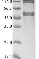 Mouse Necdin (Ndn) Recombinant Protein - BioCrest Sci