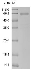 Human Sclerostin domain-containing protein 1 (SOSTDC1) Recombinant Protein, C-mFc2a, Homo sapiens (Human), Mammalian cell, C-terminal mFc2a-tagged, 50.1 kDa, purity >≥ 90% as determined by SDS-PAGE.