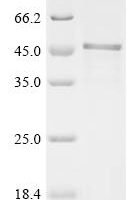 Human Y-box-binding protein 3 (YBX3) Recombinant Protein - BioCrest Sci