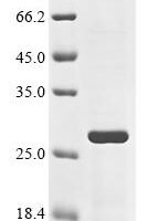 Dog Apoptosis regulator Bcl-2 (BCL2) Recombinant Protein - BioCrest Sci