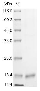 Human DNA-directed RNA polymerase III subunit RPC10 (POLR3K) Recombinant Protein, C-His, Homo sapiens (Human), Baculovirus, C-terminal 6xHis-tagged, 15.1 kDa, purity >≥ 90% as determined by SDS-PAGE.