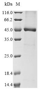 Human herpesvirus 7 Probable ganciclovir kinase (U69), partial Recombinant Protein, Human herpesvirus 7 (strain JI) (HHV-7) (Human T lymphotropic virus), E.coli, N-terminal 10xHis-tagged and C-terminal Myc-tagged, 49.7 kDa, purity >≥ 85% as determined by SDS-PAGE.