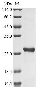 Human Eukaryotic translation initiation factor 4E (EIF4E) (S209D,W73A) Recombinant Protein, Homo sapiens (Human), E.coli, Tag-Free, 25.1 kDa, purity >≥ 90% as determined by SDS-PAGE.