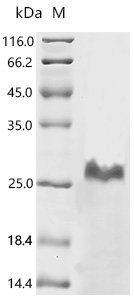 Rabbit Coagulation factor VII (F7), partial Recombinant Protein, C-His, aa 40–191, E.coli, E.coli, C-terminal 6xHis-tagged, 24.0 kDa, purity >≥ 90% as determined by SDS-PAGE.