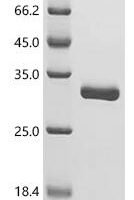 Triticum aestivum Imidazoleglycerol-phosphate dehydratase 1, chloroplastic Recombinant Protein - BioCrest Sci