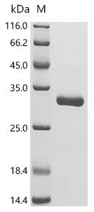 Triticum aestivum Imidazoleglycerol-phosphate dehydratase 1, chloroplastic Recombinant Protein, Triticum aestivum (Wheat), E.coli, C-terminal 6xHis-tagged, 30.2 kDa, purity >≥ 95% as determined by SDS-PAGE.