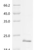 Human Bone morphogenetic protein 4(BMP4) Recombinant Protein - BioCrest Sci