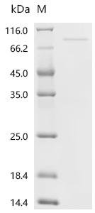 Human Gamma-taxilin (TXLNG) Recombinant Protein, Homo sapiens (Human), Yeast, C-terminal 6xHis-tagged, 62.1 kDa, purity >≥ 95% as determined by SDS-PAGE.
