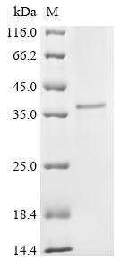 Mouse Adipolin (C1qtnf12) Recombinant Protein, Mus musculus (Mouse), Baculovirus, C-terminal 6xHis-tagged, 33.9 kDa, purity >≥ 85% as determined by SDS-PAGE.