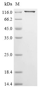 Aquifex aeolicus DNA mismatch repair protein MutS (mutS),Biotinylated Recombinant Protein, Aquifex aeolicus (strain VF5), E.coli, N-terminal MBP-tagged and C-terminal 6xHis-Avi-tagged, 146.1 kDa, purity >≥ 85% as determined by SDS-PAGE.