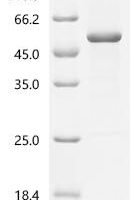Pig Lactadherin (MFGE8) Recombinant Protein - BioCrest Sci