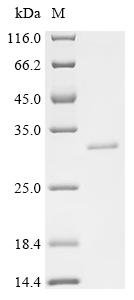 Shigella sonnei Flagellar L-ring protein (flgH) Recombinant Protein, Shigella sonnei (strain Ss046), E.coli, C-terminal 6xHis-tagged, 29.3 kDa, purity >≥ 95% as determined by SDS-PAGE.