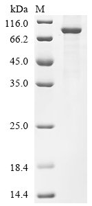 Human Kelch repeat and BTB domain-containing protein 7 (KBTBD7) Recombinant Protein, Homo sapiens (Human), E.coli, C-terminal 6xHis-tagged, 84.0 kDa, purity >≥ 85% as determined by SDS-PAGE.