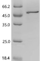Mouse Protein Wnt-9a (Wnt9a) Recombinant Protein, C-10His - BioCrest Sci