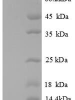 Mouse C-X-C motif chemokine 2 (Cxcl2) Recombinant Protein - BioCrest Sci