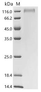 Human Integrin beta-6 (ITGB6), partial Recombinant Protein, Homo sapiens (Human), Yeast, C-terminal 6xHis-tagged, 76.1 kDa, purity >≥ 85% as determined by SDS-PAGE.