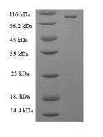 Escherichia coli DNA mismatch repair protein MutL (mutL) Recombinant Protein - BioCrest Sci