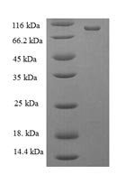 Escherichia coli DNA mismatch repair protein MutL (mutL) Recombinant Protein, Escherichia coli (strain K12), E.coli, N-terminal 6xHis-tagged, 71.9 kDa, purity >≥ 90% as determined by SDS-PAGE.