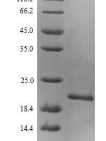 Escherichia coli Elongation factor P (efp) Recombinant Protein, N-His, Mature - BioCrest Sci