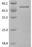 Mouse CCAAT/enhancer-binding protein alpha (Cebpa) Recombinant Protein - BioCrest Sci