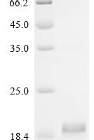 Human Inhibin beta E chain (INHBE) Recombinant Protein, N-10His - BioCrest Sci