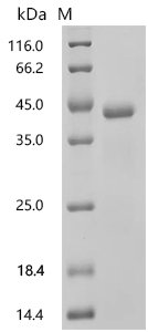 Rat Apolipoprotein A-I (Apoa1), partial Recombinant Protein, N-His-SUMOstar, Rattus norvegicus (Rat), Yeast, N-terminal 6xHis-sumostar-tagged, 40.5 kDa, purity >≥ 95% as determined by SDS-PAGE.