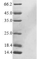 Mouse Prohibitin (Phb), partial Recombinant Protein, N-His - BioCrest Sci
