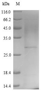Variola virus Protein OPG154 (OPG154) Recombinant Protein, N-His, Variola virus (isolate Human/India/Ind3/1967) (VARV) (Smallpox virus), Yeast, N-terminal 6xHis-tagged, 14.5 kDa, purity >≥ 85% as determined by SDS-PAGE.