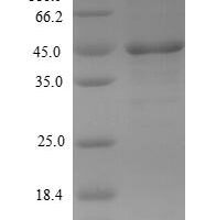 Mouse Serine protease 29 (Prss29) Recombinant Protein, N-His-SUMO - BioCrest Sci
