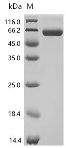 Mouse Lymphocyte activation gene 3 protein (Lag3), partial, Biotinylated Recombinant Protein, Mus musculus (Mouse), Mammalian cell, C-terminal 10xHis-Avi-tagged, 43.7 kDa, purity >≥ 95% as determined by SDS-PAGE.