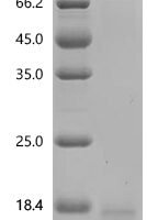 Mouse T-cell surface glycoprotein CD3 epsilon chain (Cd3e), partial Recombinant Protein - BioCrest Sci