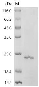Rat Neurotrophin-3 (Ntf3) Recombinant Protein, Rattus norvegicus (Rat), E.coli, C-terminal 6xHis-tagged, 20.5 kDa, purity >≥ 85% as determined by SDS-PAGE.