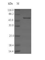 Arabidopsis thaliana  Protein ROS1 (ROS1), partial Recombinant Protein - BioCrest Sci
